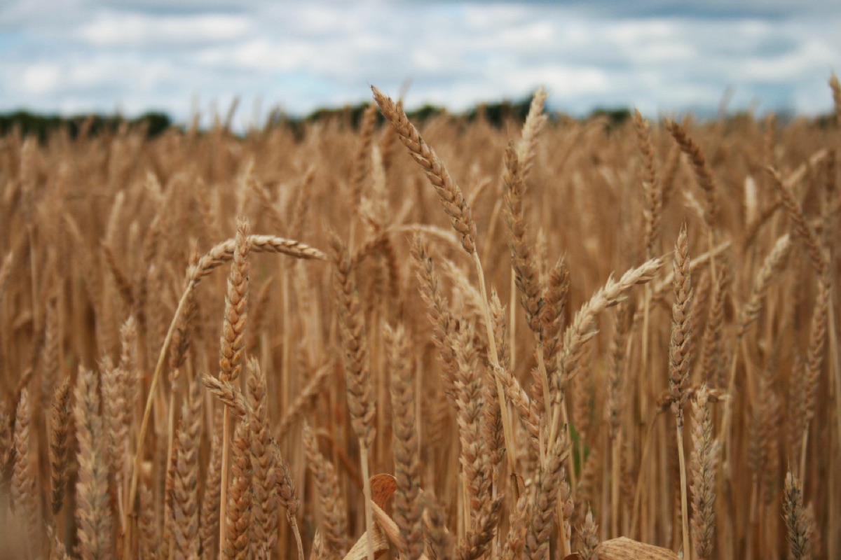 Ripe wheat field ready for harvest